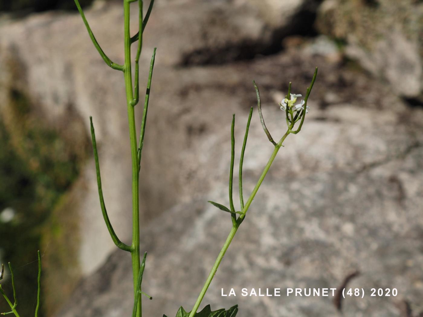 Garlic mustard fruit